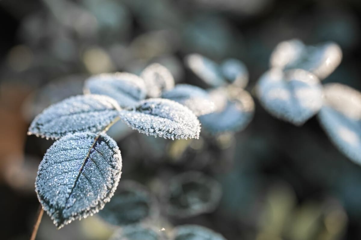 Conoce las plantas más resistentes a las bajas temperaturas.