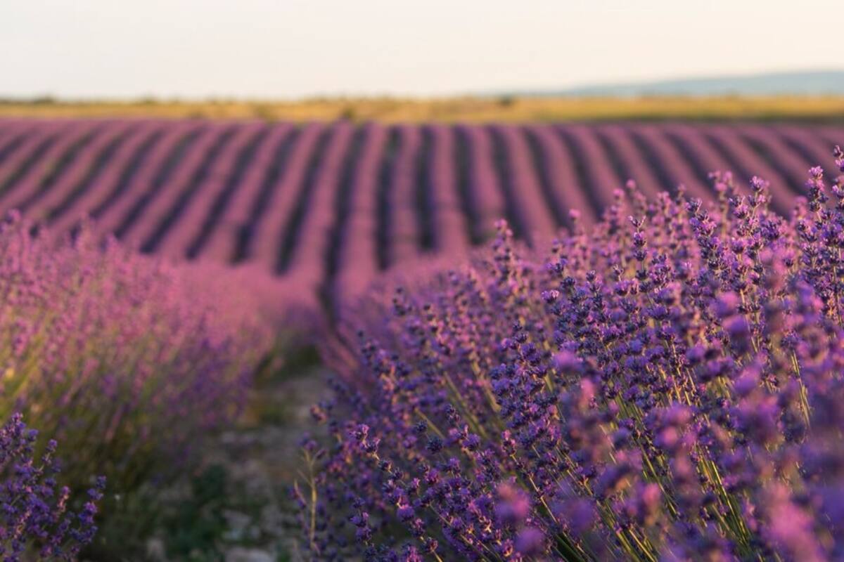 La Lavanda es una de las plantas que sobrevivirán al invierno.