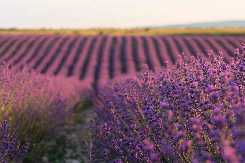 La Lavanda es una de las plantas que sobrevivirán al invierno.