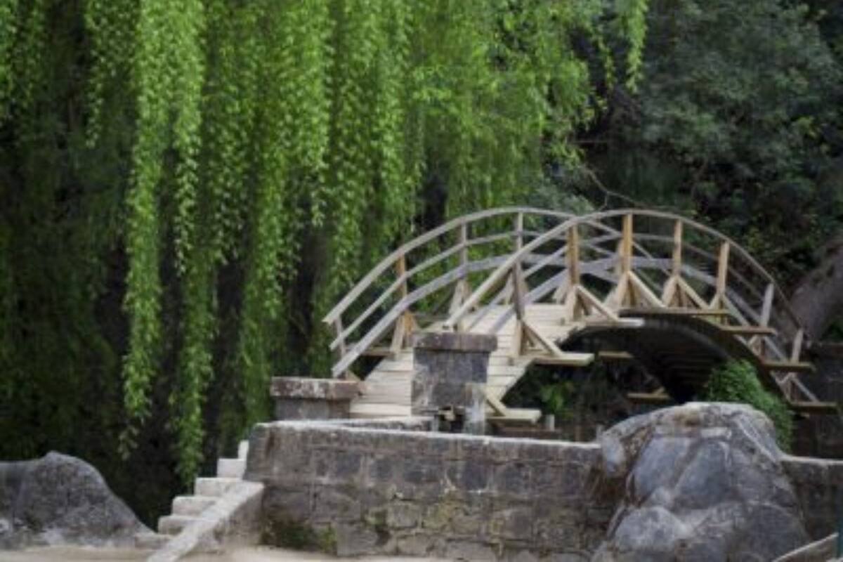 Es una parada obligada si visitas Viña del Mar.
Créditos: Jardín Botánico Nacional.