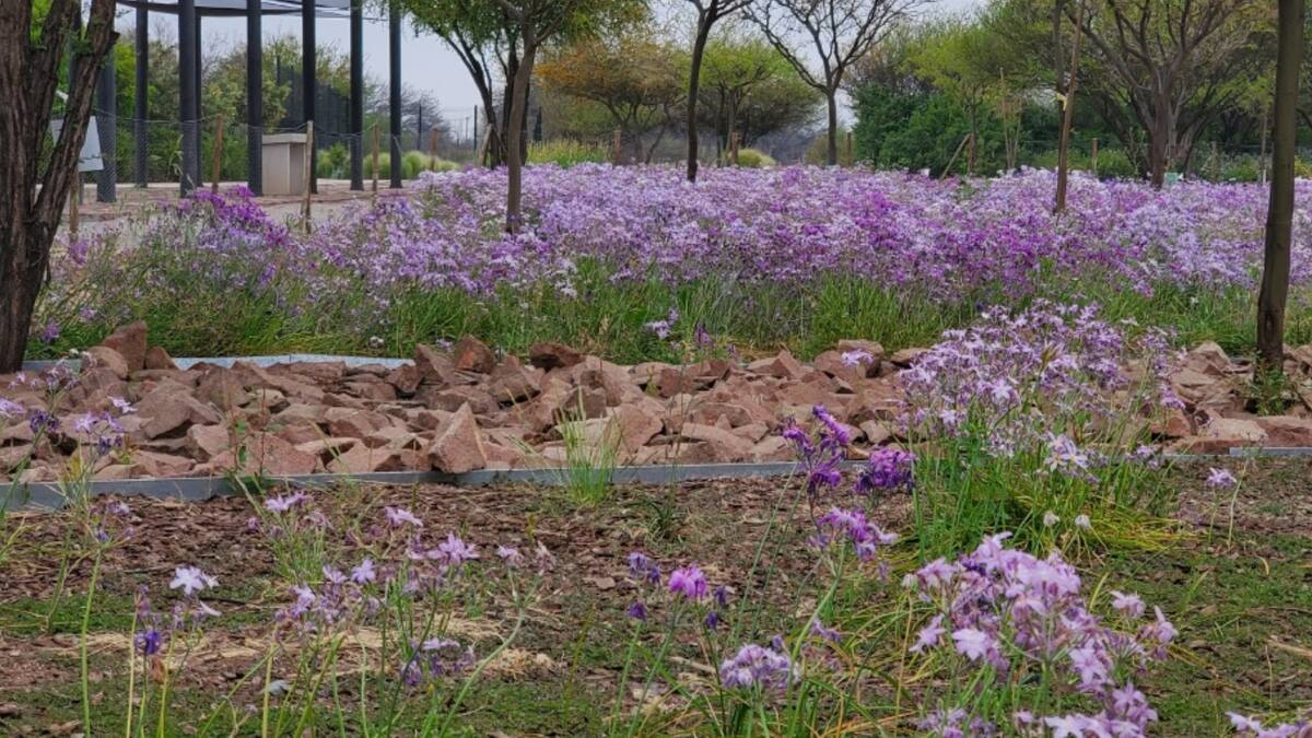 Gratuito y sin salir de la Región Metropolitana: Este jardín botánico es perfecto para escapar del calor de Santiago