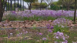Gratuito y sin salir de la Región Metropolitana: Este jardín botánico es perfecto para escapar del calor de Santiago