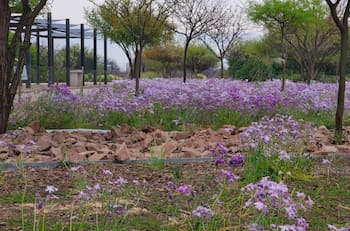 Gratuito y sin salir de la Región Metropolitana: Este jardín botánico es perfecto para escapar del calor de Santiago