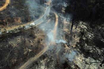 Alerta por rebrote de incendio forestal al interior del Jardín Botánico de Viña del Mar