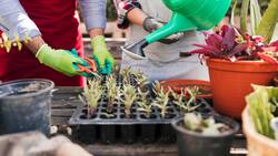Jardín Fest reunirá a los amantes de las plantas en evento masivo este fin de semana en Santiago