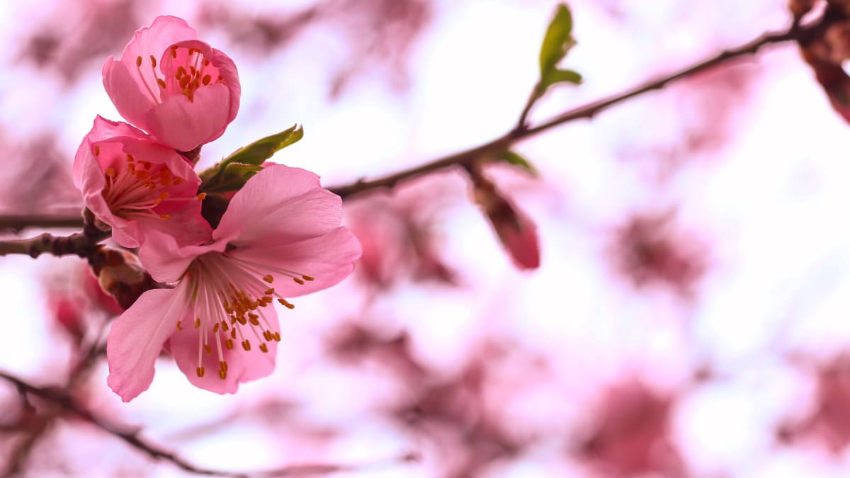 Comienzan a florecer los árboles de Sakura en el Jardín Japonés de Santiago: Ubicación y horarios de apertura