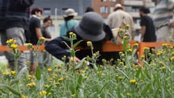 Imperdible en la Región Metropolitana: Visita estos jardines secretos del centro de Santiago de forma gratuita