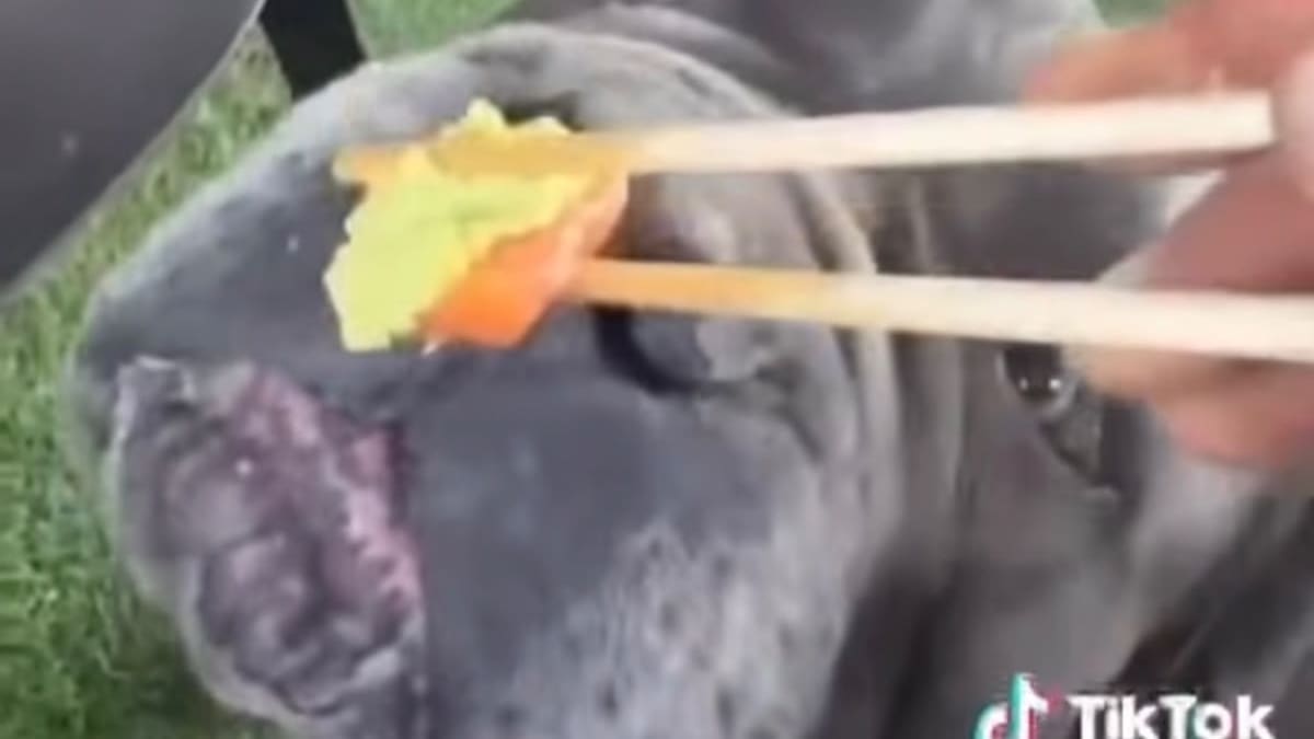 VIDEO | Famosos arremeten contra influencer tras polémico video con su perro: la acusan de maltrato animal tras darle wasabi