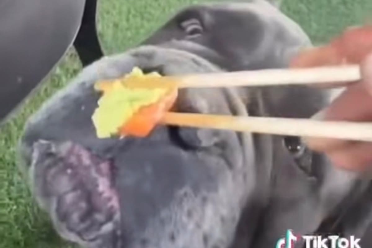 Recibe fuertes críticas tras alimentar con wasabi a su mascota.
Foto: Instagram