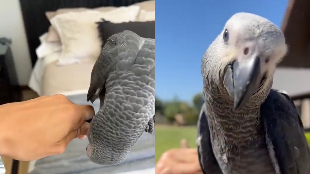 VIDEO | Nuevo registro complica a Josefa Sáez: reveló que le cortaron las alas a un loro para que no vuele