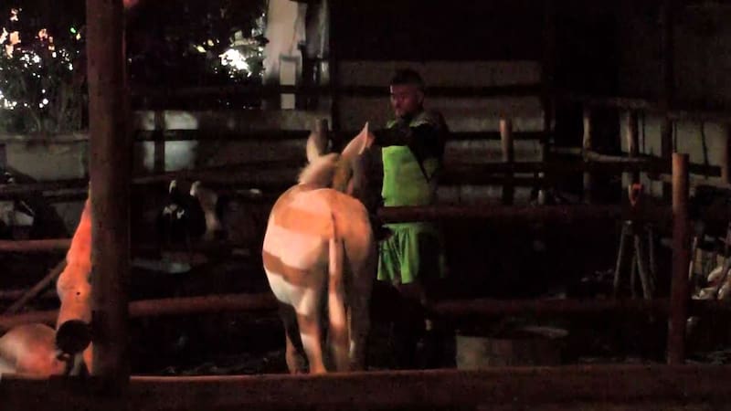 Junior Playboy se despidió del burro.