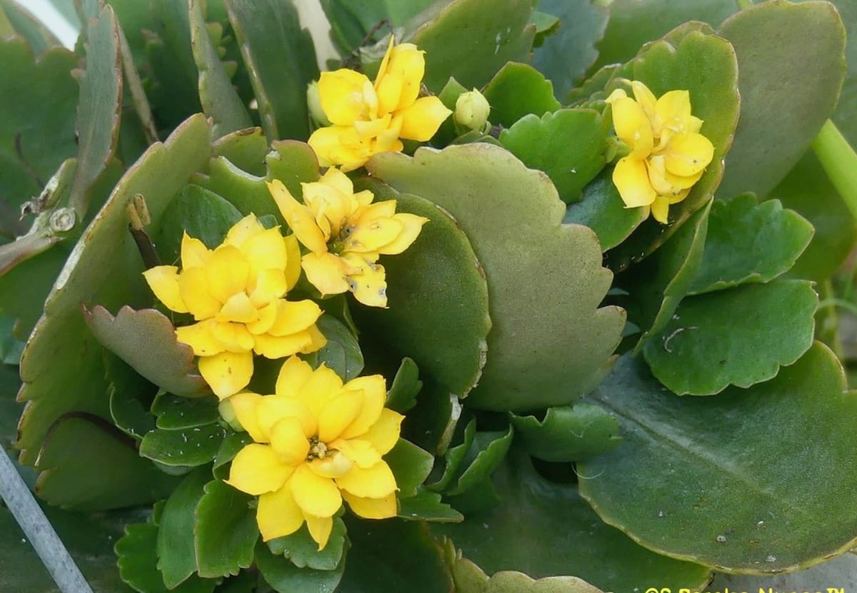 Las flores amarillas son un imán de buena fortuna según la tradición milenaria del Feng Shui | Foto: Ig.