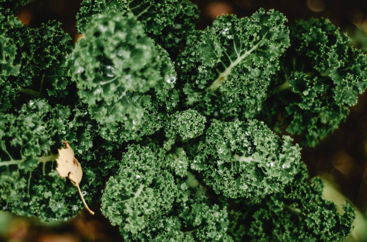 Esta es la “superverdura” más energética que la carne y la leche