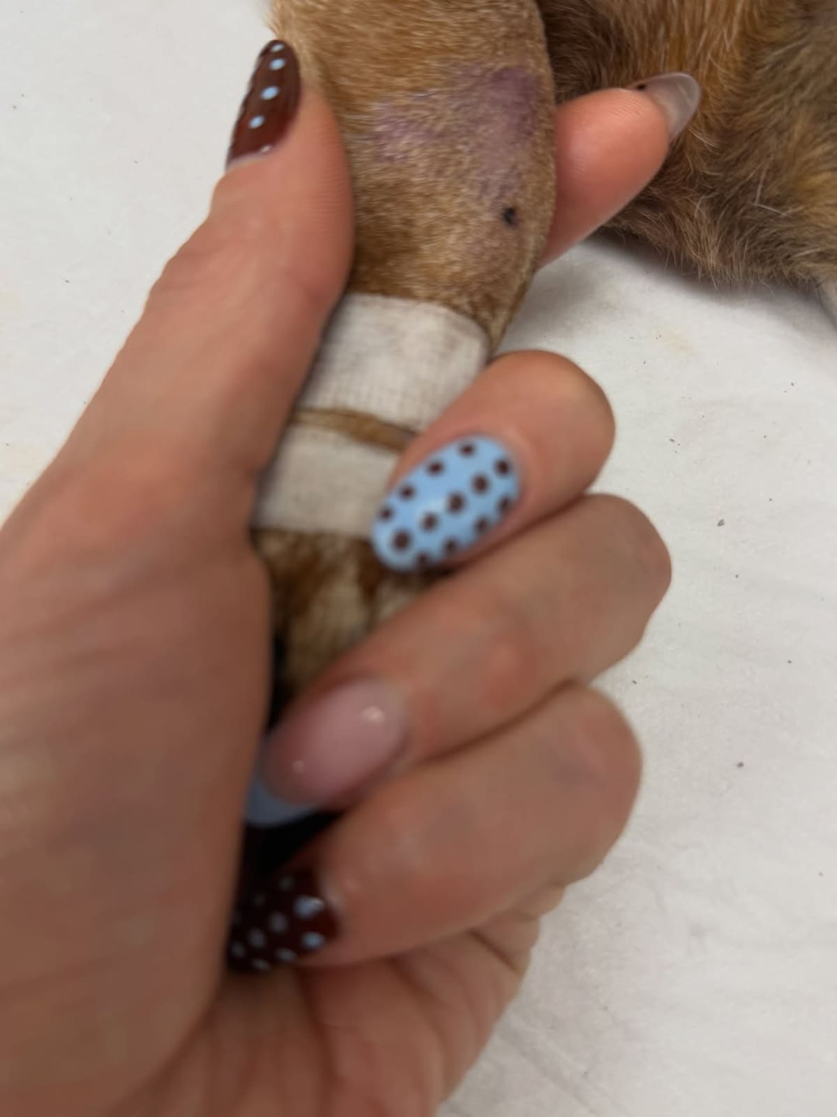 Despidió a su perrito. Foto: Instagram.