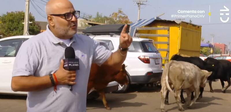 El equipo de Primer Plano llegó hasta las afueras de Rancagua para conversar con la exRojo. En eso, destacaron que, como buena zona de la Región de O'Higgins, hay ganado.