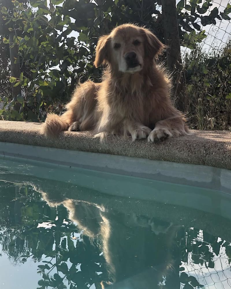 Ambos solían disfrutar de la piscina.