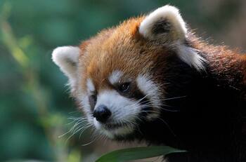 Murió Kelú: el primer panda rojo que nació en Chile