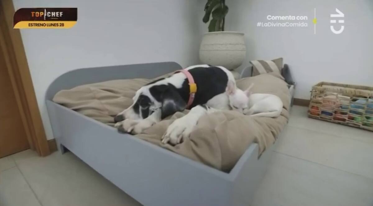 Los perros de Kika Silva, el más pequeño, "Carlitos Rodríguez", ya fue visto en su casa en Maitencillo.
