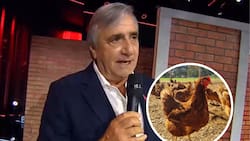 3.700 gallinas y 40 hectáreas de frambuesas: La impresionante apuesta agrícola de Kike Morandé