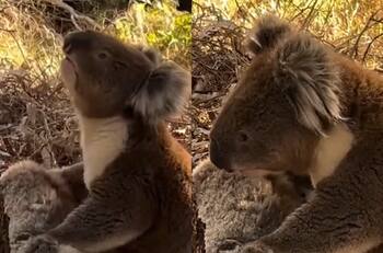 VIDEO | Triste escena: Koala llora la muerte de su compañera
