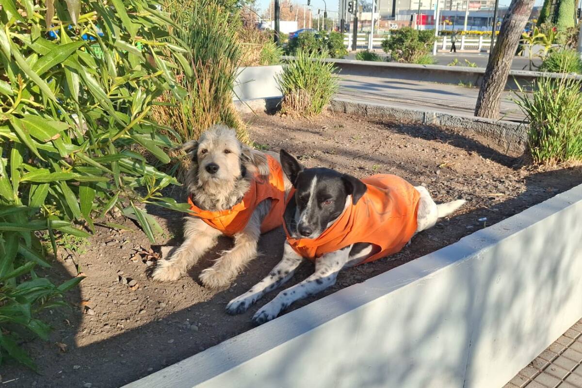 Perritos comunitarios de La Florida.