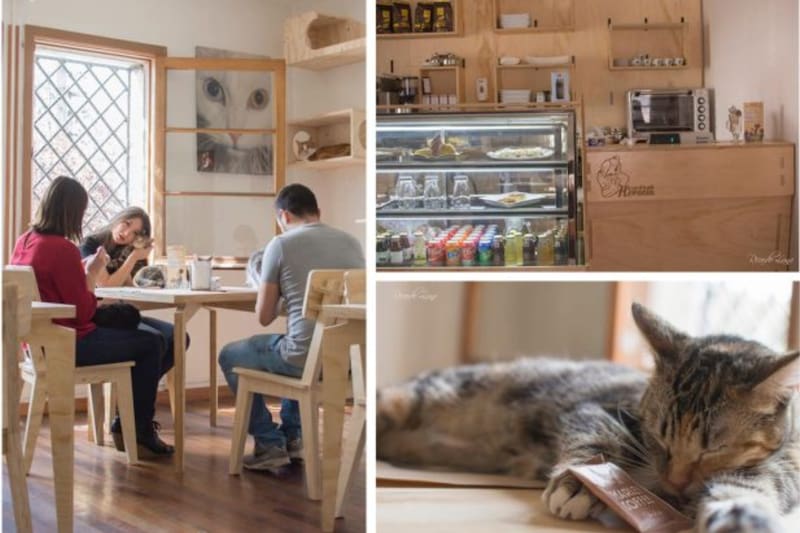 El lugar perfecto para los amantes de los felinos.
Foto: Lagatahoracia.cl