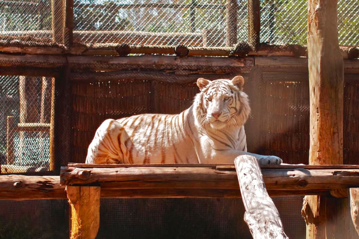 El lugar ofrece entrada gratis a un zoológico luego de pagar por el tenedor libre. Foto: LampaZoo en Instagram.