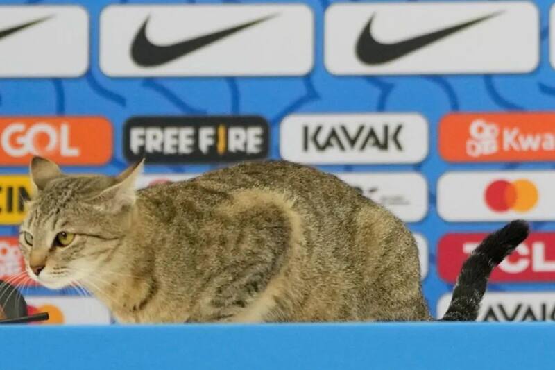 El amoroso minino que fue ignominiosamente zamarreado por el jefe de prensa de la Selección Brasileña. Así arrancó la Maldición del Gato.