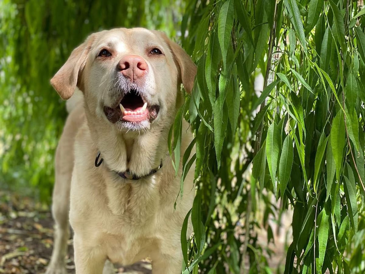 Mía es una labradora que fue testigo de su relación.