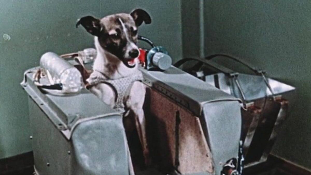 Perros más famosos del mundo