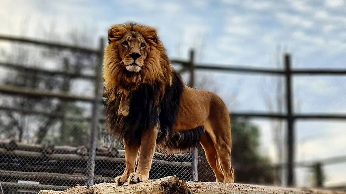 A 30 minutos de Santiago: Lampa Zoo es un panorama perfecto con vida silvestre y piscina, ideal para el verano