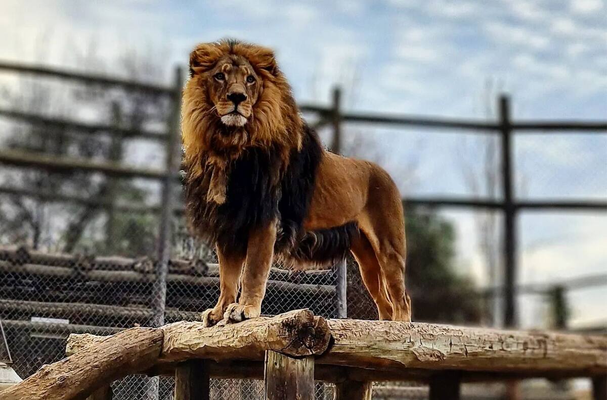 A 30 minutos de Santiago: Lampa Zoo es un panorama perfecto con vida silvestre y piscina, ideal para el verano