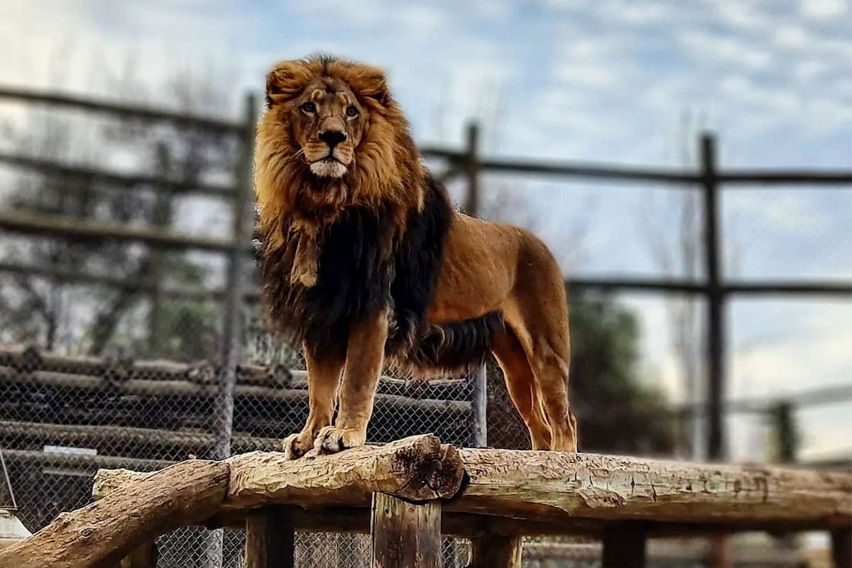 Este zoológico cuenta con guías para reforzar el aprendizaje de los más pequeños, además de poder alimentar a los herbívoros.
Foto: @Facebook LampaZoo