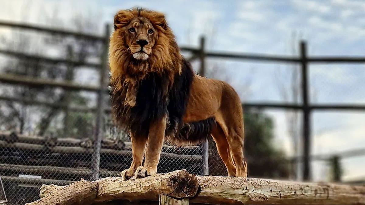 Ni el Buin Zoo ni el Nacional: El increíble zoológico de la RM que puedes visitar en familia durante el otoño
