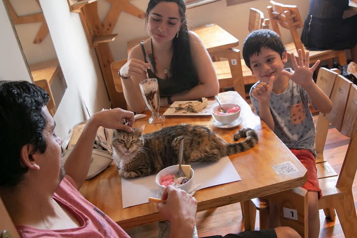 Puedes encontrar entre cafés felinos hasta con ambientación griega.
Foto: @Facebook La casa de la gata Horacia.