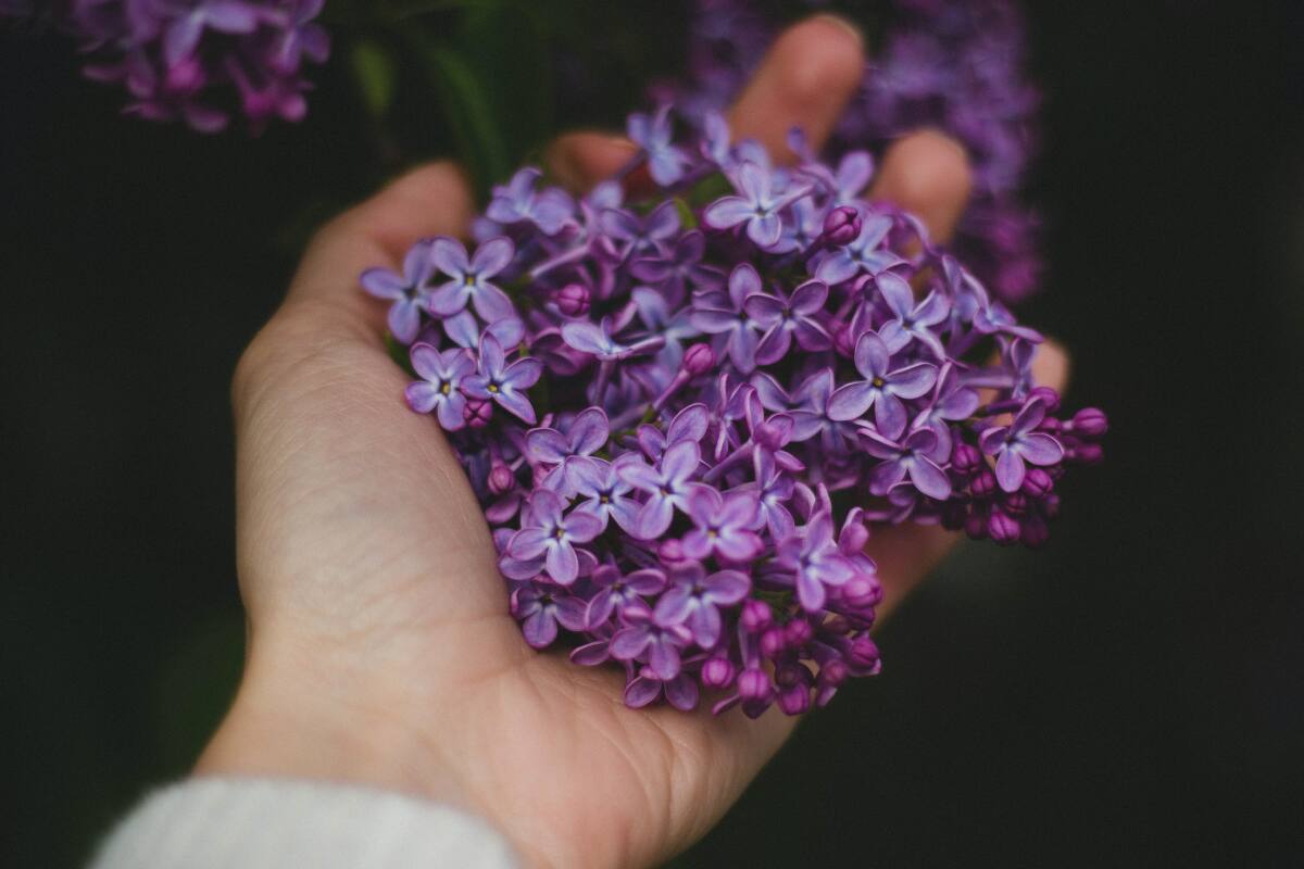 El uso de la lavanda puede ayudar a aliviar dolores de migrama y la ansiedad.