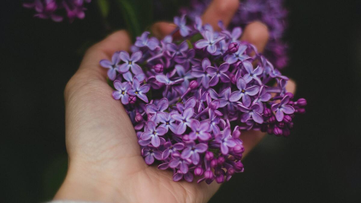 Olvídate de la migraña y la ansiedad tomando té de lavanda