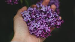 Olvídate de la migraña y la ansiedad tomando té de lavanda