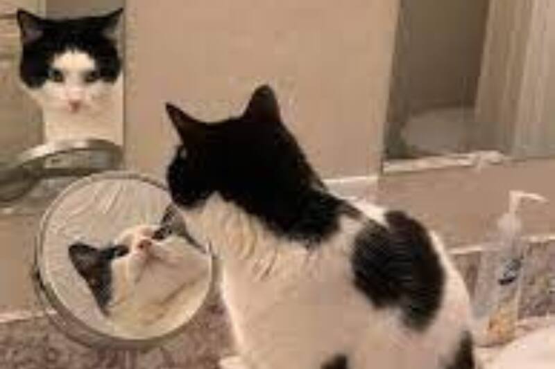 Muy divertido, lúdico y vanidoso, estos son tres de los principales rasgos de los Leo.