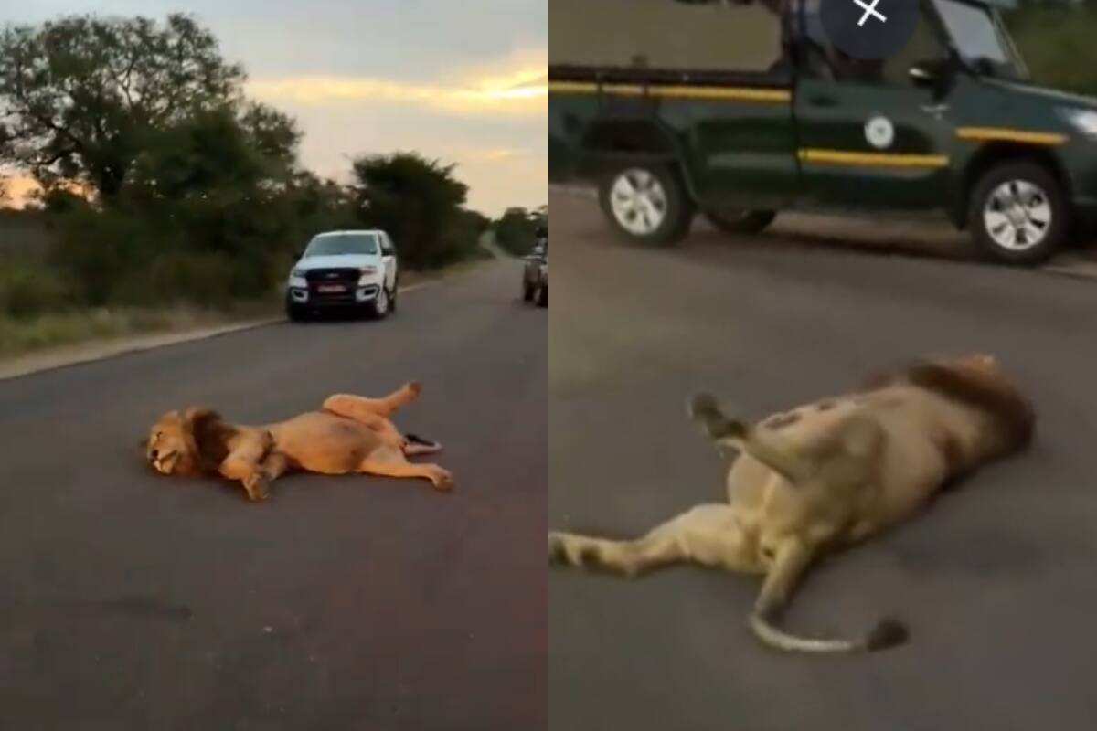 Este felino se encontraba en medio del camino panza arriba.