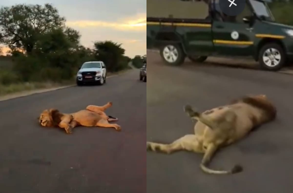 VIDEO | León se hace viral tras gracioso registro en Sudáfrica