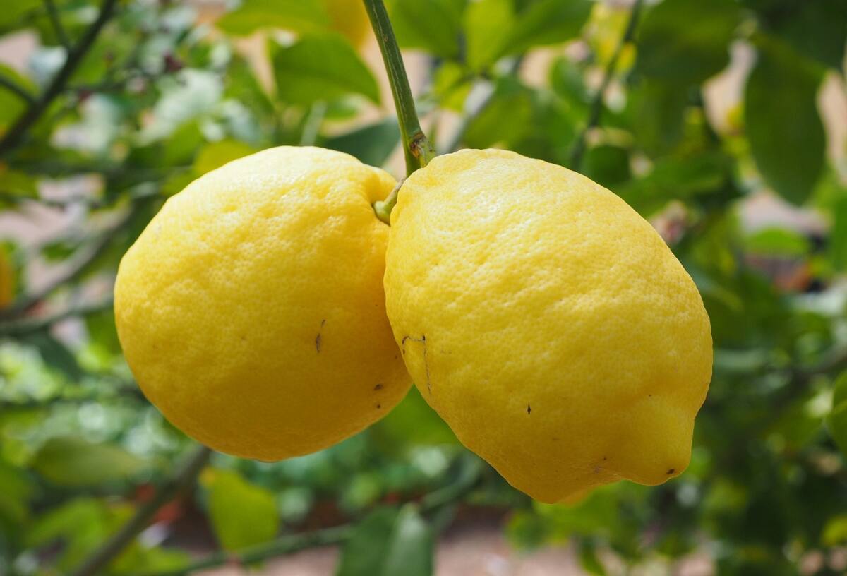 Conoce los diferentes beneficios que tiene esta fruta.