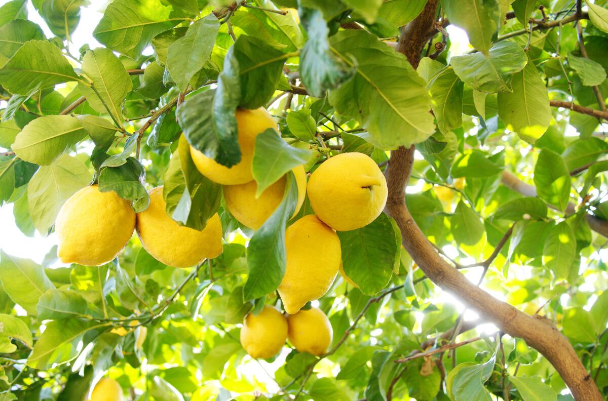 Con este método de 6 pasos puedes hacer crecer un limonero en menos de un mes