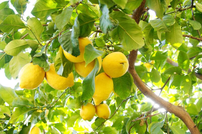 Descubre cómo hacer crecer uno rápidamente.