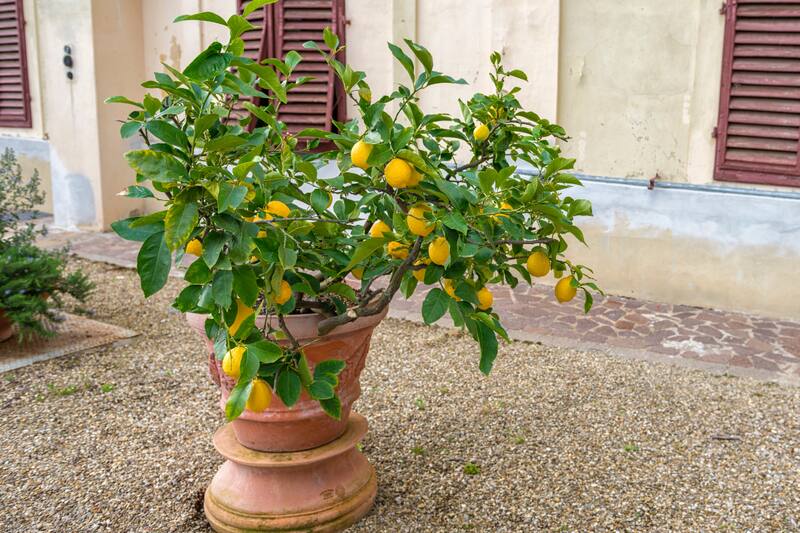 Revisa cuál es el método para hacer crecer un árbol de forma rápida.