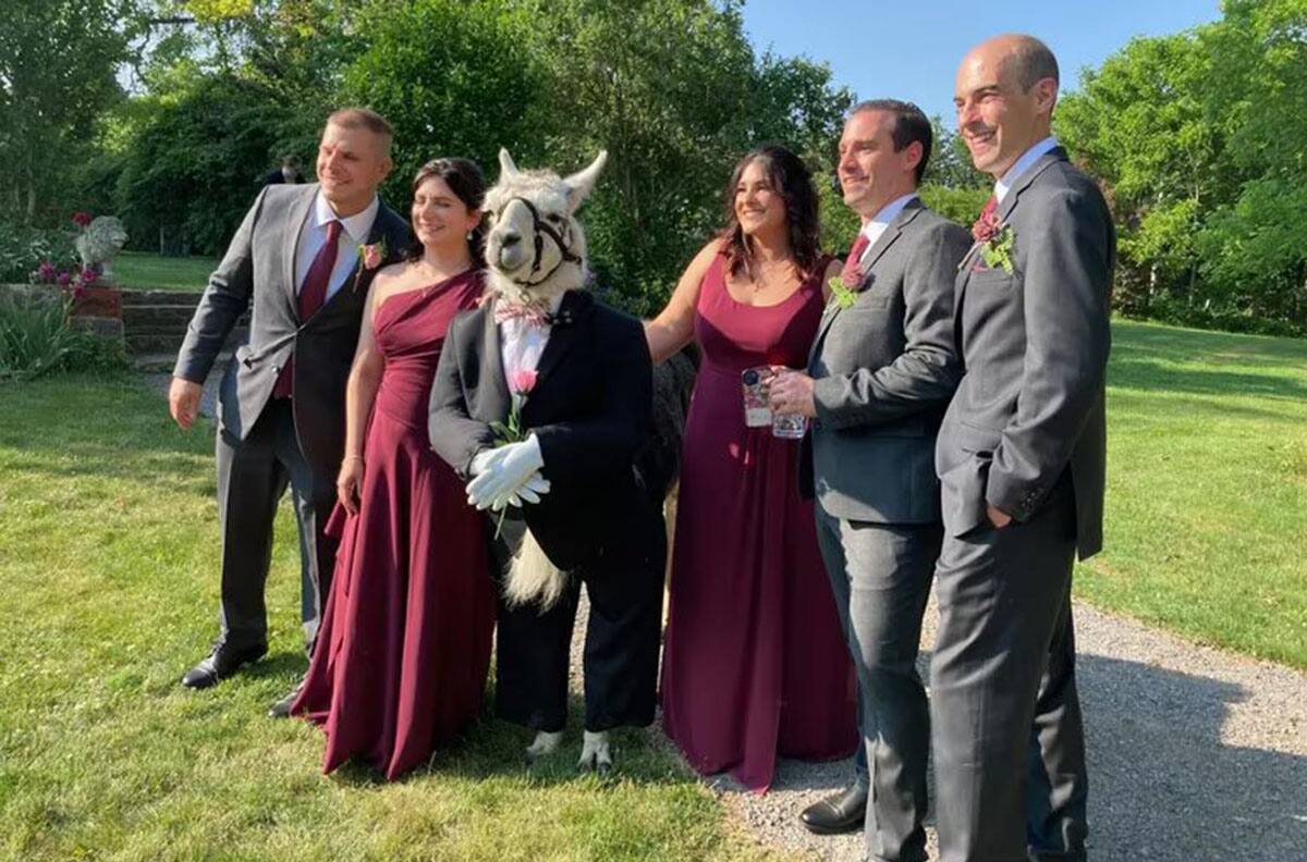 Llama que lució un esmoquin es viral en redes: Fue padrino de una boda en Nueva York