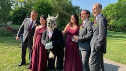Llama que lució un esmoquin es viral en redes: Fue padrino de una boda en Nueva York