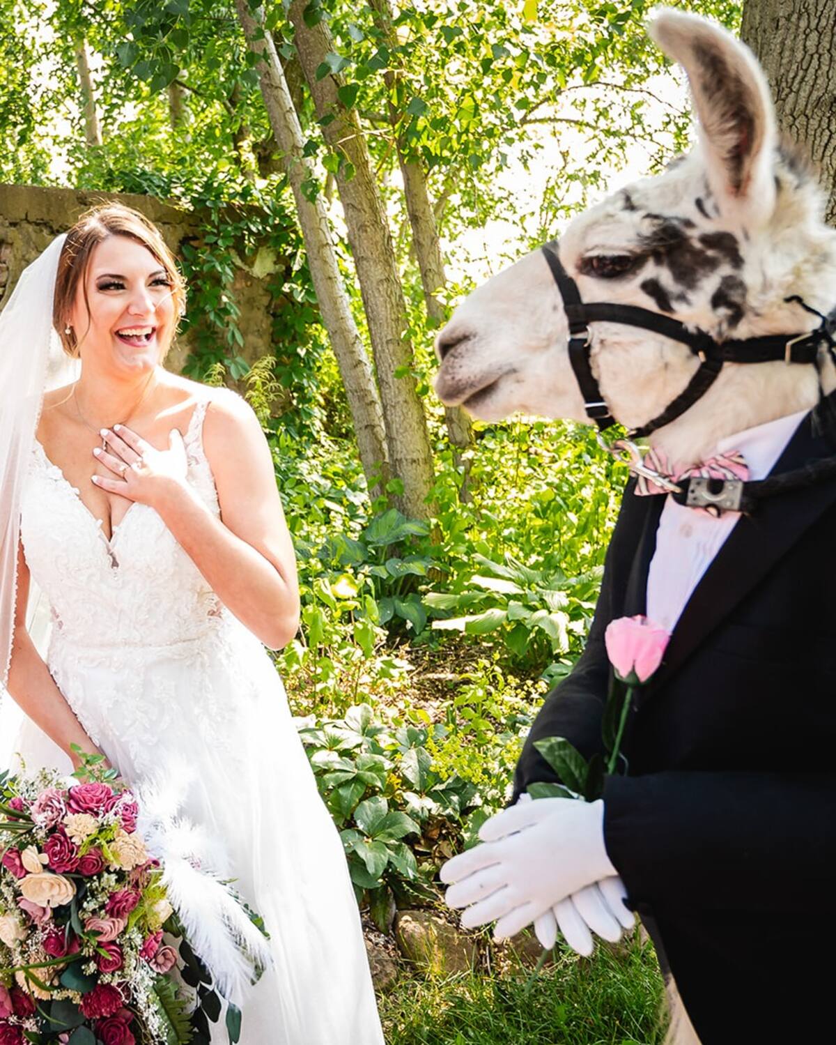 La novia se fotografió con el animal. Créditos: Facebook Llama Adventures