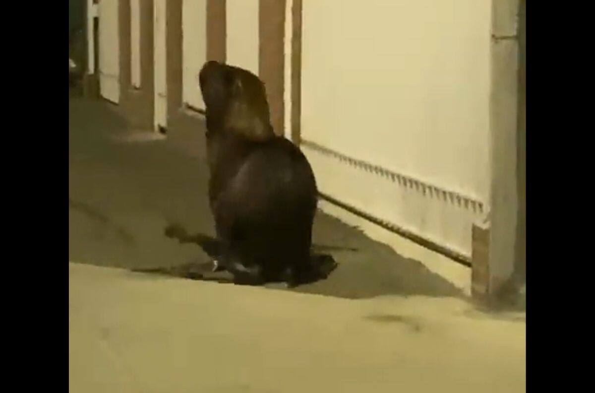 VIDEO | Lobo marino apareció dentro de construcción en Talcahuano