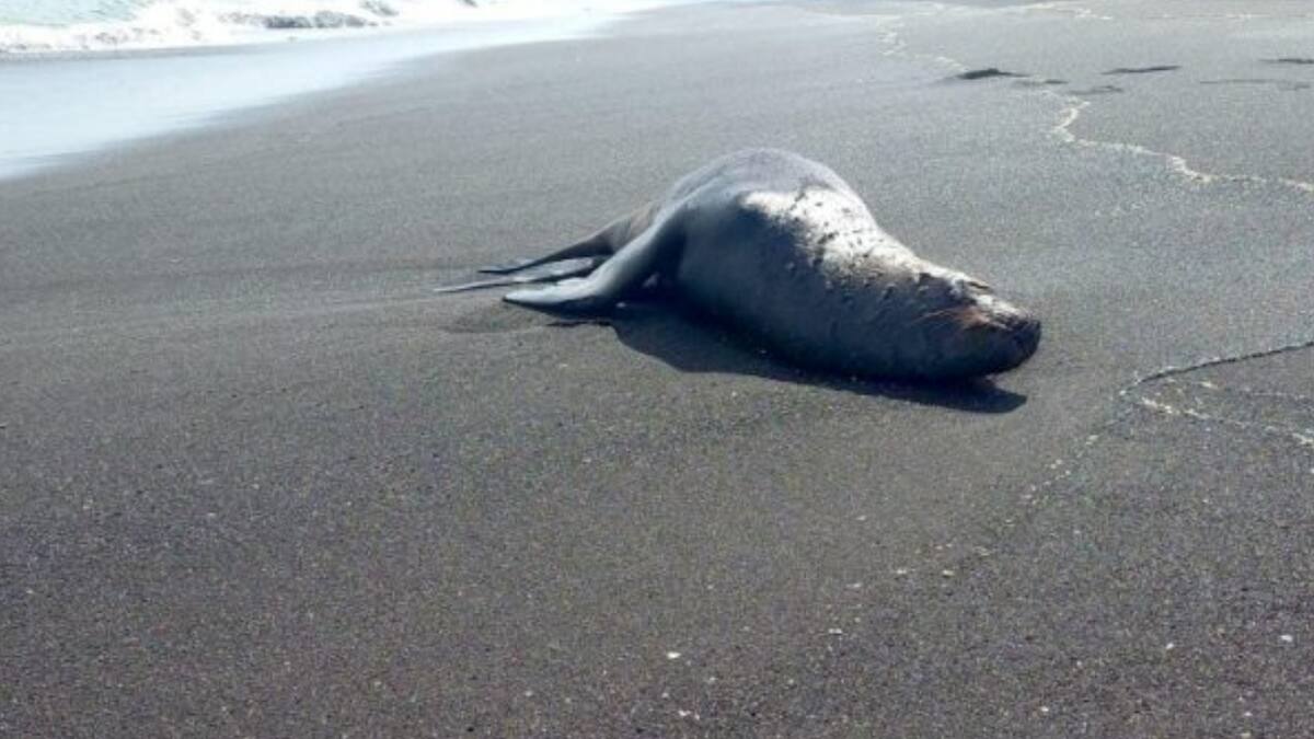 Situación de Chile frente a la enfermedad: ¿Qué es la Gripe Aviar?